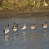 Eurasian Wigeon